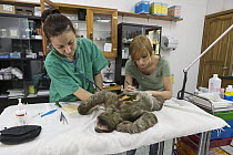 Brown-throated Three-toed Sloth (Bradypus variegatus) biologist, Rebecca Cliffe, and veterinarian, Yolanda Ruba, examining anesthetized sloth, Aviarios Sloth Sanctuary, Costa Rica
