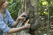 Brown-throated Three-toed Sloth (Bradypus variegatus) biologist, Rebecca Cliffe, releasing sloth wearing sloth backpack tracking device, Aviarios Sloth Sanctuary, Costa Rica