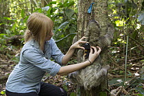 Brown-throated Three-toed Sloth (Bradypus variegatus) biologist, Rebecca Cliffe, releasing sloth wearing sloth backpack tracking device, Aviarios Sloth Sanctuary, Costa Rica