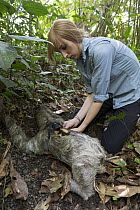 Brown-throated Three-toed Sloth (Bradypus variegatus) biologist, Rebecca Cliffe, fitting sloth with sloth backpack tracking device, Aviarios Sloth Sanctuary, Costa Rica