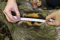 Brown-throated Three-toed Sloth (Bradypus variegatus) biologist, Rebecca Cliffe, measuring back of male sloth, Aviarios Sloth Sanctuary, Costa Rica