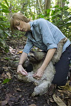 Brown-throated Three-toed Sloth (Bradypus variegatus) biologist, Rebecca Cliffe, measuring leg of male, Aviarios Sloth Sanctuary, Costa Rica