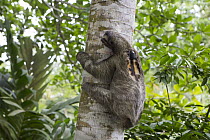 Brown-throated Three-toed Sloth (Bradypus variegatus) with sloth backpack tracking device climbing tree, Aviarios Sloth Sanctuary, Costa Rica