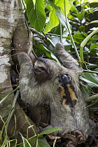 Brown-throated Three-toed Sloth (Bradypus variegatus) with sloth backpack tracking device defecating at bottom of tree, Aviarios Sloth Sanctuary, Costa Rica