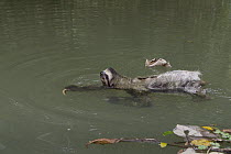 Brown-throated Three-toed Sloth (Bradypus variegatus) swimming across river, Aviarios Sloth Sanctuary, Costa Rica