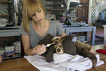 Hoffmann's Two-toed Sloth (Choloepus hoffmanni) biologist, Rebecca Cliffe, feeding orphaned baby, Aviarios Sloth Sanctuary, Costa Rica