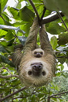Hoffmann's Two-toed Sloth (Choloepus hoffmanni) mother and two month old baby, Aviarios Sloth Sanctuary, Costa Rica