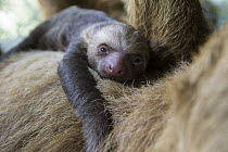 Hoffmann's Two-toed Sloth (Choloepus hoffmanni) mother and one day old newborn, Aviarios Sloth Sanctuary, Costa Rica