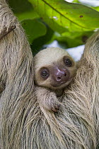 Hoffmann's Two-toed Sloth (Choloepus hoffmanni) two month old baby, Aviarios Sloth Sanctuary, Costa Rica