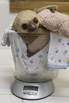Hoffmann's Two-toed Sloth (Choloepus hoffmanni) two month old baby on scale, Aviarios Sloth Sanctuary, Costa Rica