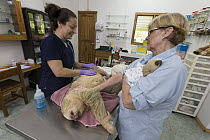 Hoffmann's Two-toed Sloth (Choloepus hoffmanni) veterinarian, Yolanda Ruba, examining anesthetized female, while conservationist, Judy Avey-Arroyo, holds the sloth's two month old baby, Aviarios Sloth...