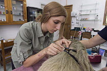 Hoffmann's Two-toed Sloth (Choloepus hoffmanni) biologist, Rebecca Cliffe, fitting female sloth with sloth backpack tracking device, Aviarios Sloth Sanctuary, Costa Rica