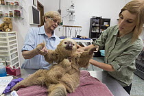 Hoffmann's Two-toed Sloth (Choloepus hoffmanni) conservationist, Judy Avey-Arroyo, and biologist, Rebecca Cliffe, fitting mother with sloth backpack tracking device, Aviarios Sloth Sanctuary, Costa Ri...