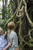 Hoffmann's Two-toed Sloth (Choloepus hoffmanni) conservationist, Judy Avey-Arroyo, and biologist, Rebecca Cliffe, releasing mother with two month old baby, Aviarios Sloth Sanctuary, Costa Rica