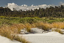 Pingao Grass (Desmoschoenus spiralis) in sand dunes, Mount Tasman, Mount Cook, Westland Tai Poutini National Park, New Zealand