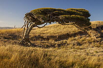 Broom Teatree (Leptospermum scoparium) shaped by strong wind, Hooper's Inlet, Otago Peninsula, New Zealand