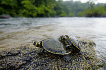 South American River Turtle (Podocnemis expansa) hatchlings in river, Oyapock River, Brazil