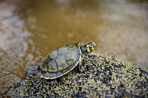 South American River Turtle (Podocnemis expansa) hatchling, Oyapock River, Brazil