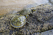 South American River Turtle (Podocnemis expansa) hatchlings, Oyapock River, Brazil