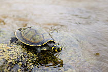 South American River Turtle (Podocnemis expansa) hatchling, Oyapock River, Brazil
