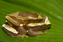 Treefrog (Dendropsophus elegans) pair in amplexus, Atlantic Forest, Brazil
