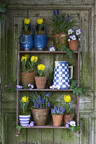 Tulip (Tulipa sp) flowers in pots