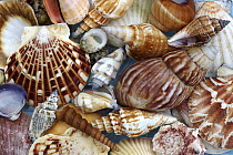 Sea shell arrangement
