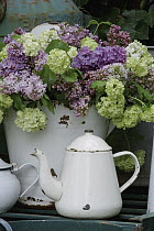 Gentian (Gentianaceae) flower bouquet and teapot