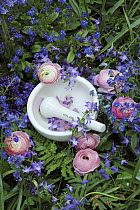 Ranunculus (Ranunculus sp) flowers and mortar and pestle
