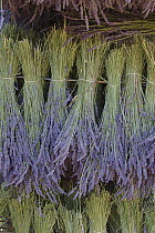 Lavender (Lavandula sp) plants drying