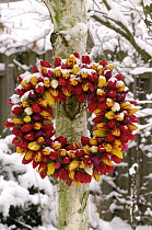 Tulip (Tulipa sp) wreath in the snow