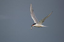 Common Tern (Sterna hirundo) flying with fish prey, Nijkerk, Netherlands
