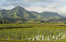Taro (Alocasia cuprea) field, Hanalei, Kauai, Hawaii