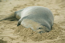 Hawaiian Monk Seal (Monachus schauinslandi) resting on beach, Poipu Beach, Kauai, Hawaii