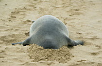 Hawaiian Monk Seal (Monachus schauinslandi) with head buried in sand, Poipu Beach, Kauai, Hawaii