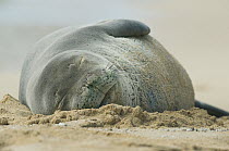 Hawaiian Monk Seal (Monachus schauinslandi) sleeping on beach, Poipu Beach, Kauai, Hawaii