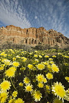 Smooth Desert Dandelion (Malacothrix glabrata) flowers, Red Rock Canyon State Park, Mojave Desert, California