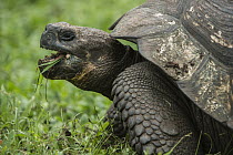 Galapagos Giant Tortoise (Chelonoidis nigra) grazing, Santa Cruz Island, Galapagos Islands, Ecuador