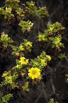 Floreana Daisy (Lecocarpus pinnatifidus) flowering, Floreana Island, Galapagos Islands, Ecuador