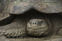 Galapagos Giant Tortoise (Chelonoidis nigra), Santa Cruz Island, Galapagos Islands, Ecuador