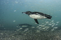 Galapagos Penguin (Spheniscus mendiculus) swimming underwater, Galapagos Islands, Ecuador