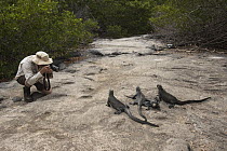 Marine Iguana (Amblyrhynchus cristatus) group photographed by tourist, Fernandina Island, Galapagos Islands, Ecuador