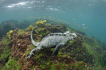 Marine Iguana (Amblyrhynchus cristatus) swimming underwater, Fernandina Island, Galapagos Islands, Ecuador