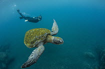 Pacific Green Sea Turtle (Chelonia mydas agassizi) and snorkeler, Galapagos Islands, Ecuador