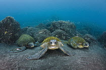 Pacific Green Sea Turtle (Chelonia mydas agassizi) trio, Galapagos Islands, Ecuador