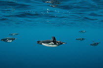 Galapagos Penguin (Spheniscus mendiculus) group swimming, Galapagos Islands, Ecuador
