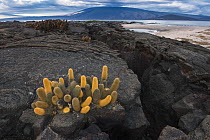 Lava Cactus (Brachycereus nesioticus,endemic pioneering species growing only on young lava flows, Fernandina Island, Galapagos Islands, Ecuador
