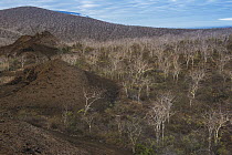 Palo Santo (Bursera graveolens) trees growing in arid landscape, Tagus Cove, Isabela Island, Galapagos Islands, Ecuador