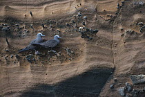 Brown Noddy (Anous stolidus) pair on cliff, Galapagos Islands, Ecuador