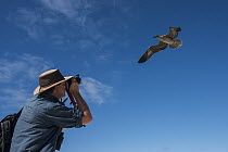 Red-footed Booby (Sula sula) flying juvenile being photographed by tourist, Genovesa Island, Galapagos Islands, Ecuador